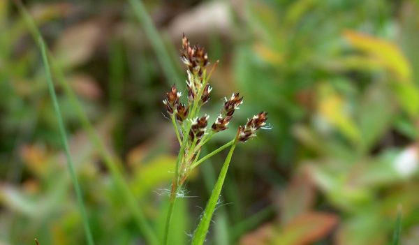 Knotted Rush grass