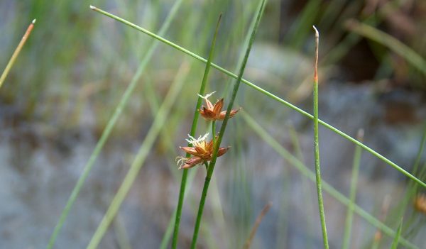 Knotted Rush grass