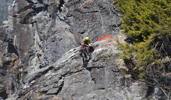 Team members rappelling down a rock face to reach bird nests.