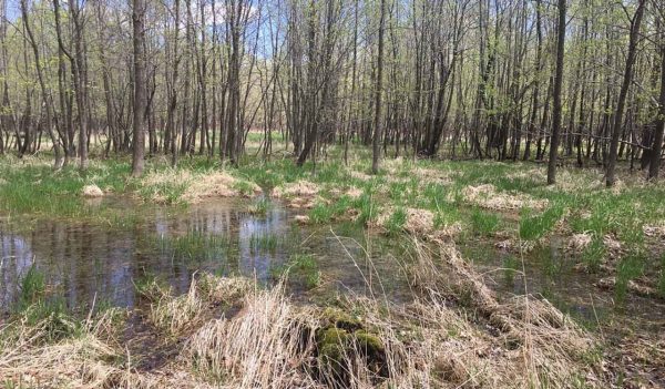 Ephemeral Pond