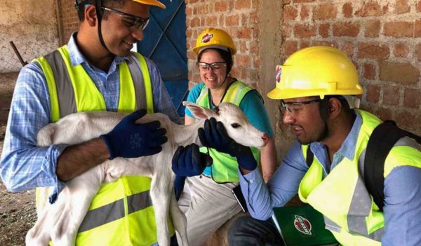 Engineers in safety vests holding a calf