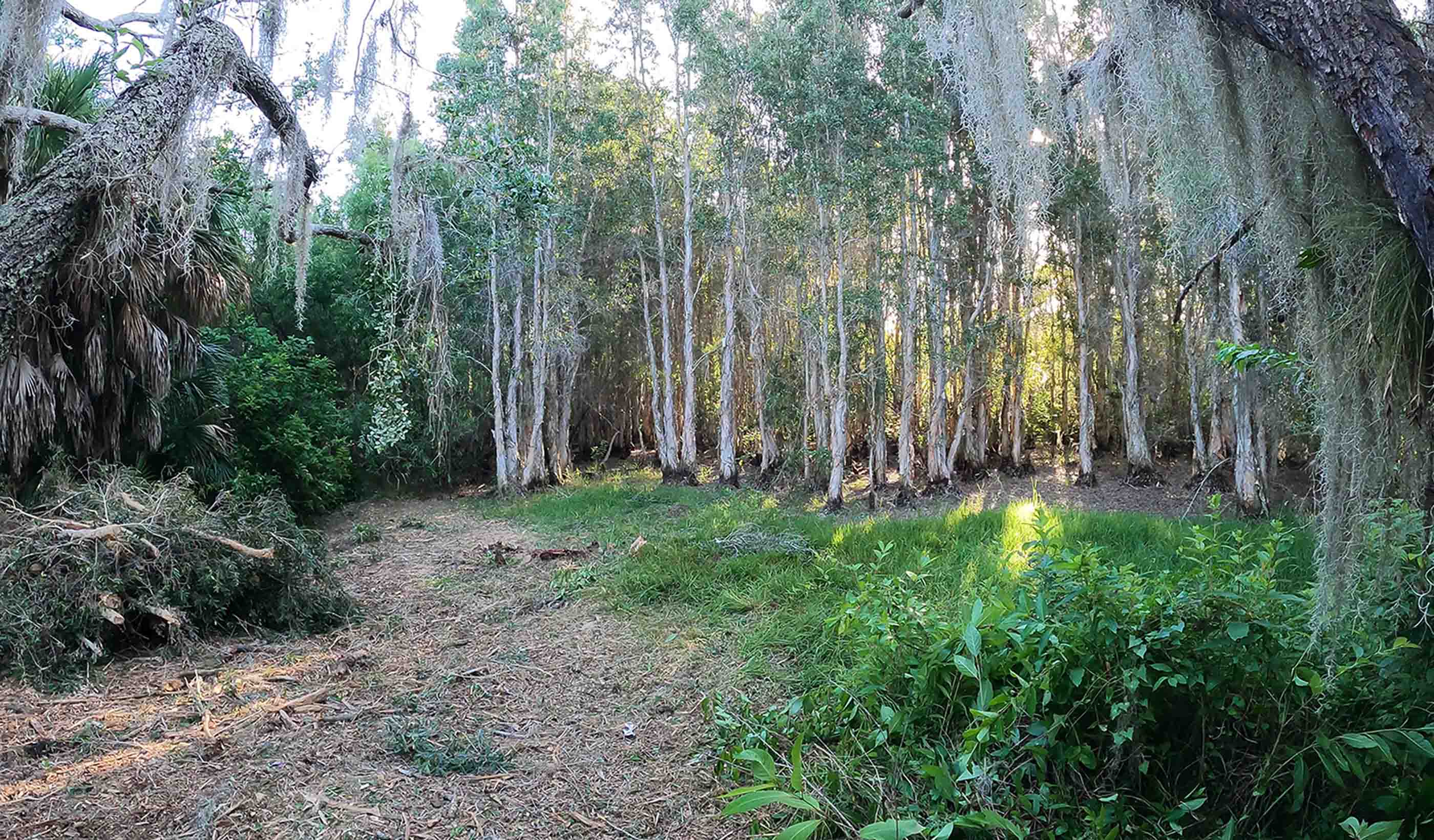 Protecting Florida homes from invasive plant species