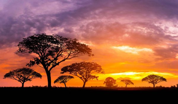 Panorama silhouette tree in africa with sunset.Tree silhouetted against a setting sun.Dark tree on open field dramatic sunrise.Typical african sunset with acacia trees in Masai Mara, Kenya