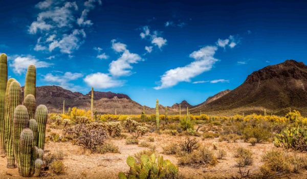 Arizona Desert Landscape