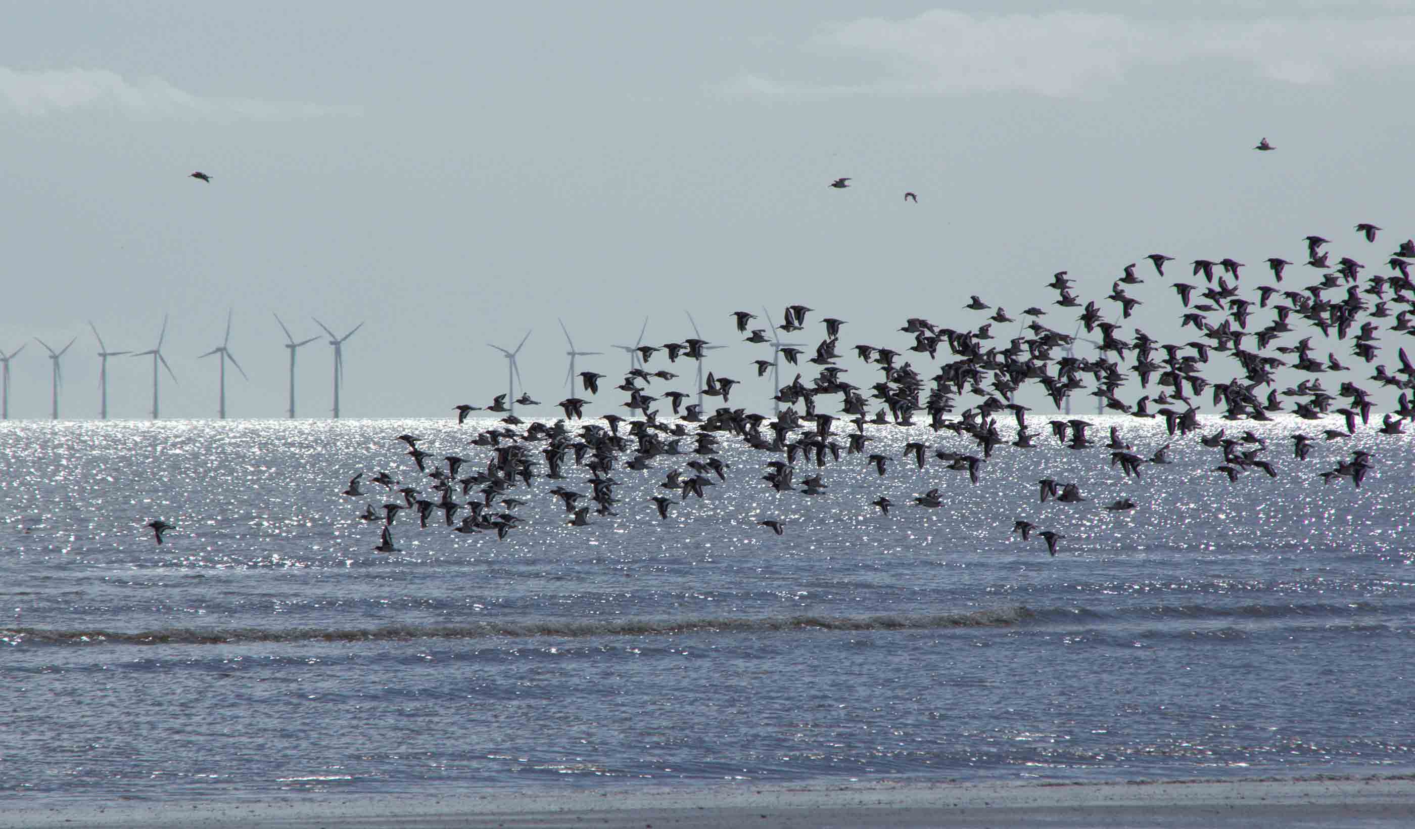 Offshore wind farms in Australia: How do we assess their impacts?