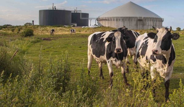 Cows in a field with a biogas plant / storage tanks in the background.