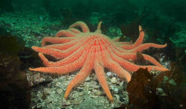 Close-up of an orange Sunflower Sea Star on the ocean floor.