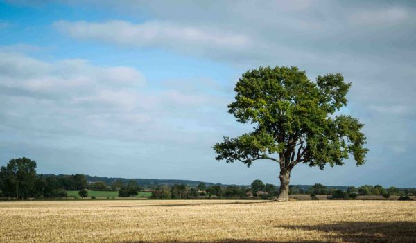 Large tree in a field with a blue sky.