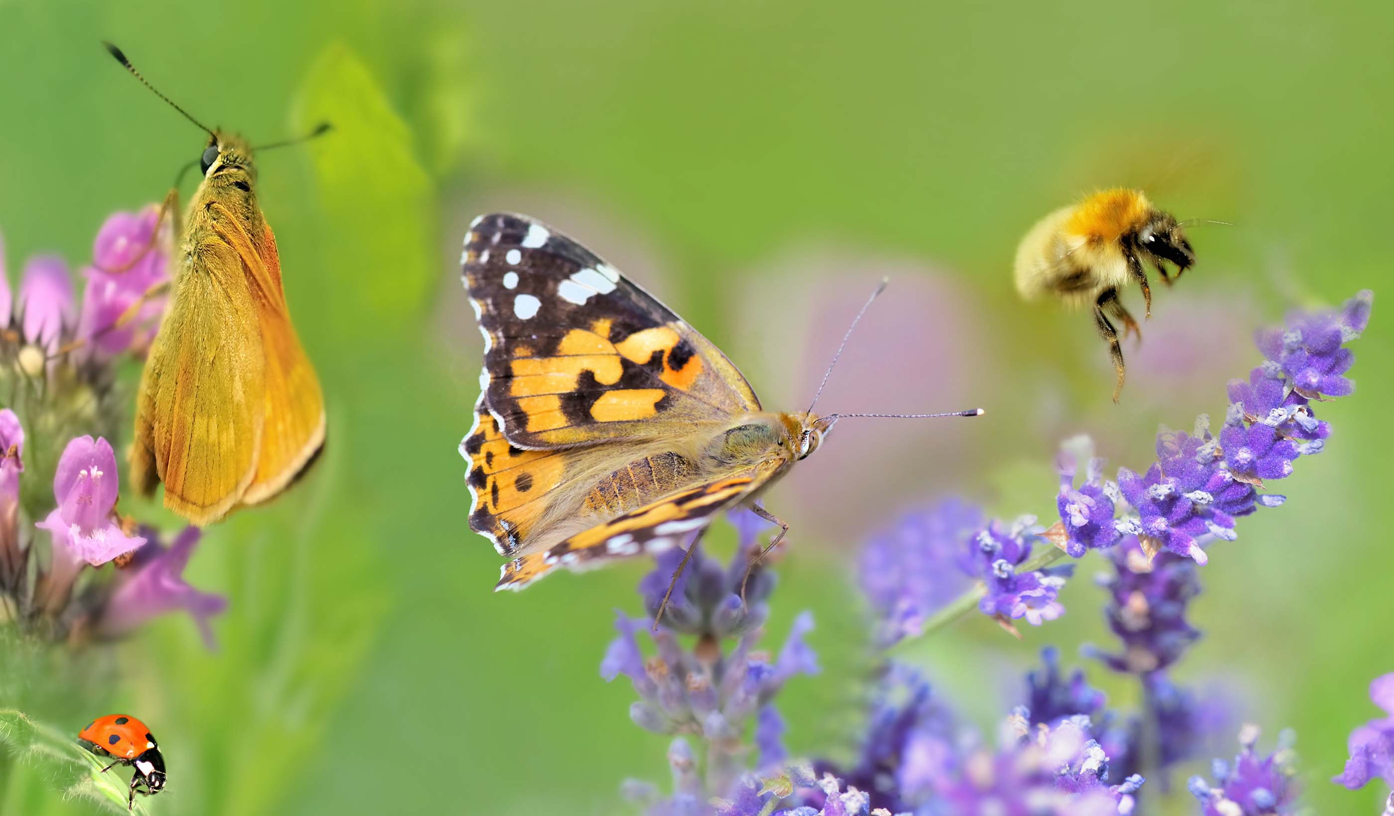 La tutela dell’ambiente entra nella Costituzione