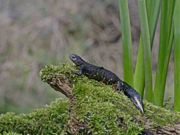 Great-crested newt, Triturus cristatus, single male