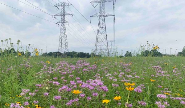 A field of flowers and grasses with power lines overhead